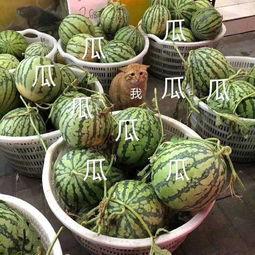 娱乐吃瓜制作  第2张